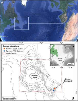 Increasing Knowledge of Biodiversity on the Orphan Seamount: A New Species of Tedania (Tedaniopsis) Dendy, 1924